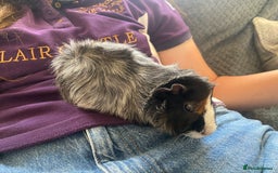 Guinea Pig rodents for sale: friendly boys available  - Image 4