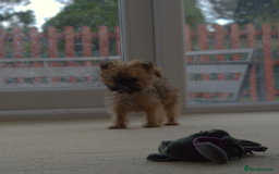 Griffon Bruxellois dogs for sale:  12 old griffon bruxellois for sale - Image 1
