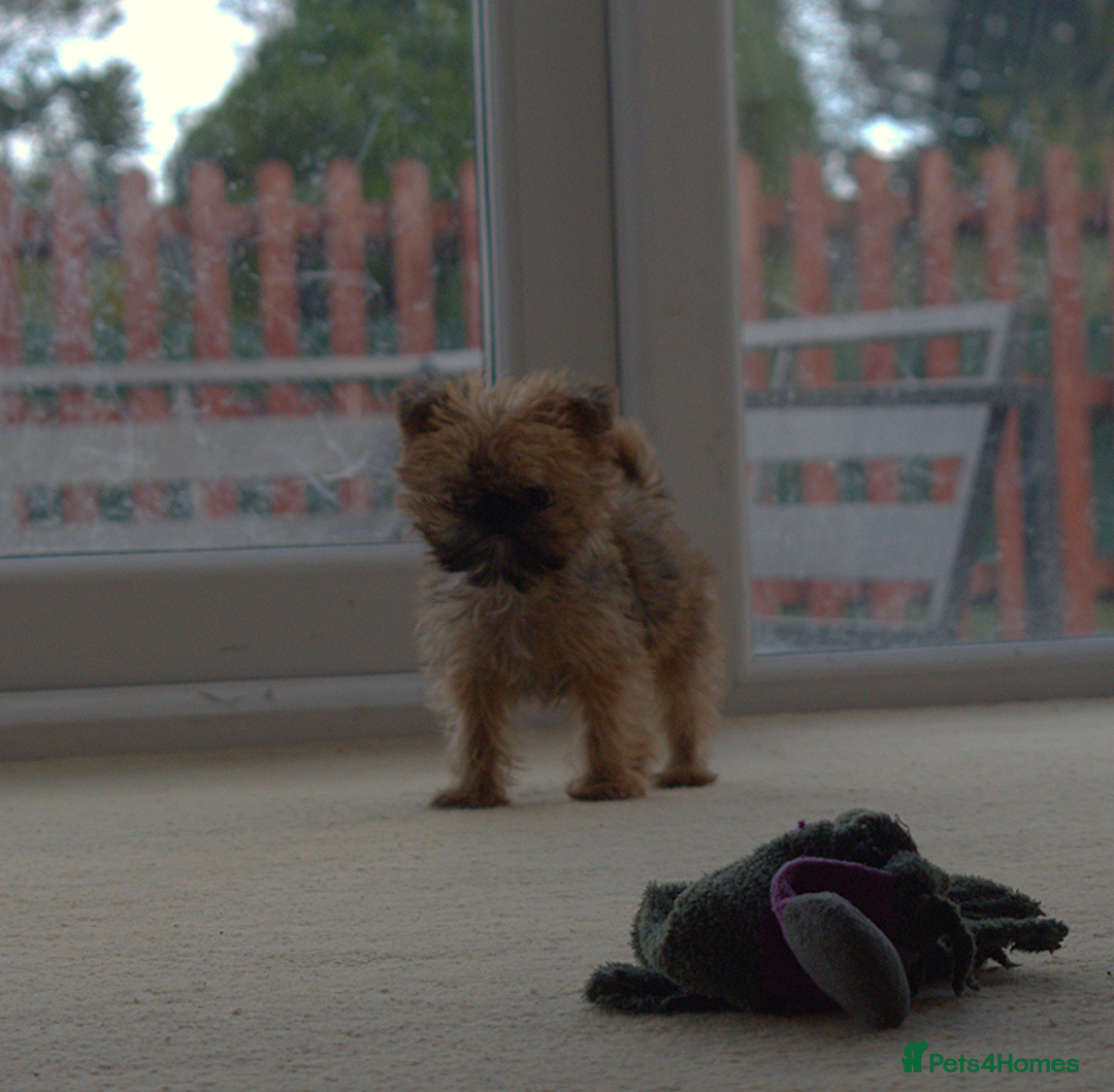 Griffon Bruxellois dogs for sale:  12 old griffon bruxellois for sale - Image 1