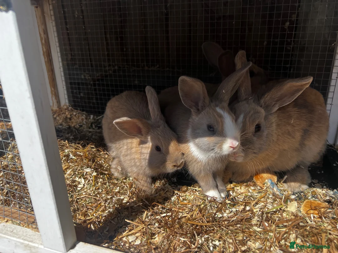 Mixed Breed rabbits for sale: Bunnies looking for homes in Hockley - Advert 1