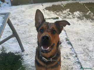 Mixed Breed dogs Jasper german shepherd cross - Advert 1