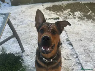 Mixed Breed dogs Jasper german shepherd cross - Advert 17