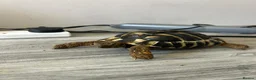 Tortoise reptiles for sale: Hermanns Tortoise with Vivarium - Advert 11