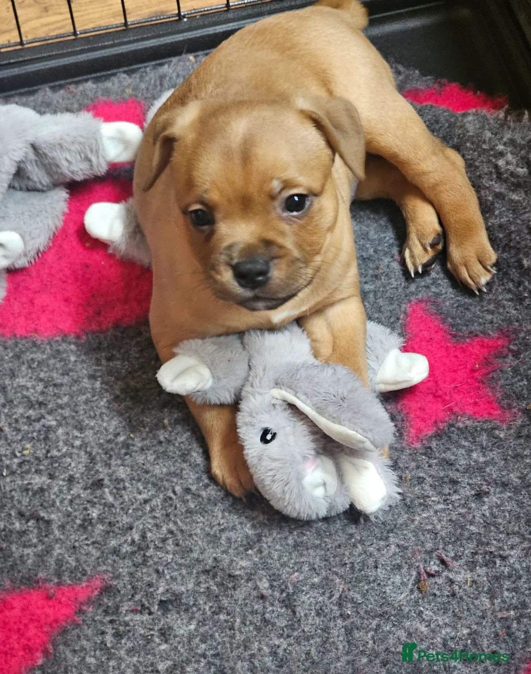 Staffordshire Bull Terrier dogs for sale: Red staffordshire bull terrier pups - Advert 13