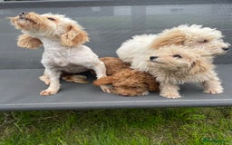 Cavapoo dogs for sale: F1b cavapoo - Image 13