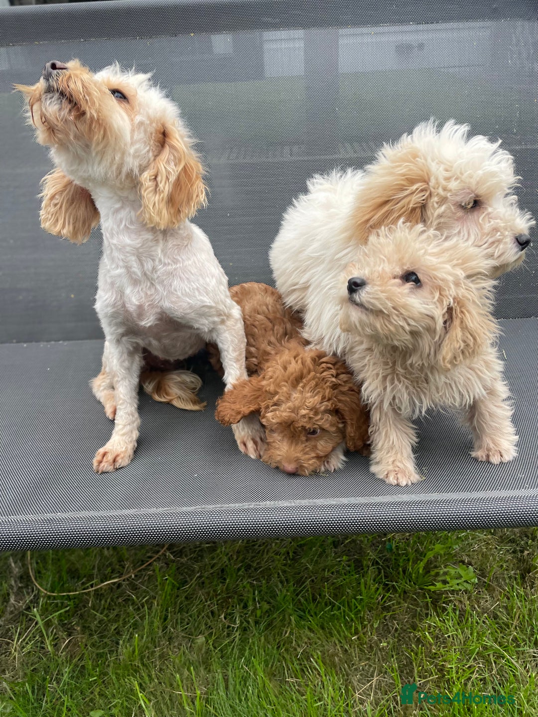 Cavapoo dogs for sale: F1b cavapoo - Image 13