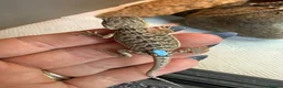 Bearded Dragon reptiles for sale: Baby bearded dragons - Advert 17