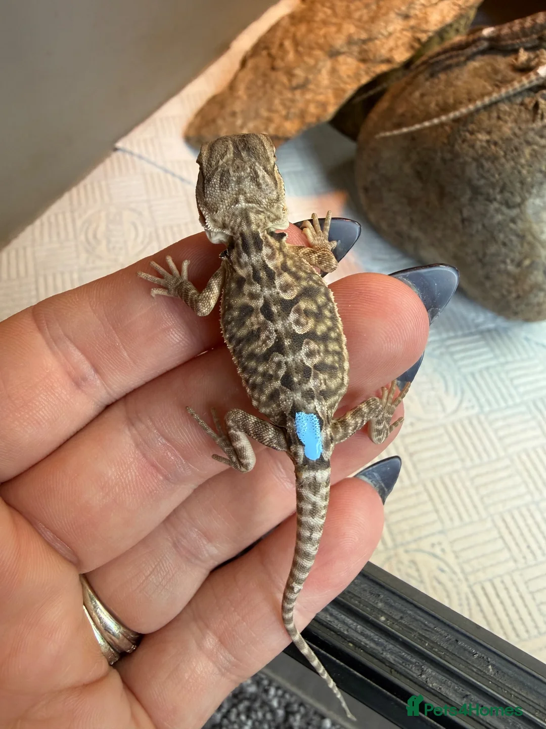 Bearded Dragon reptiles for sale: Baby bearded dragons - Advert 17