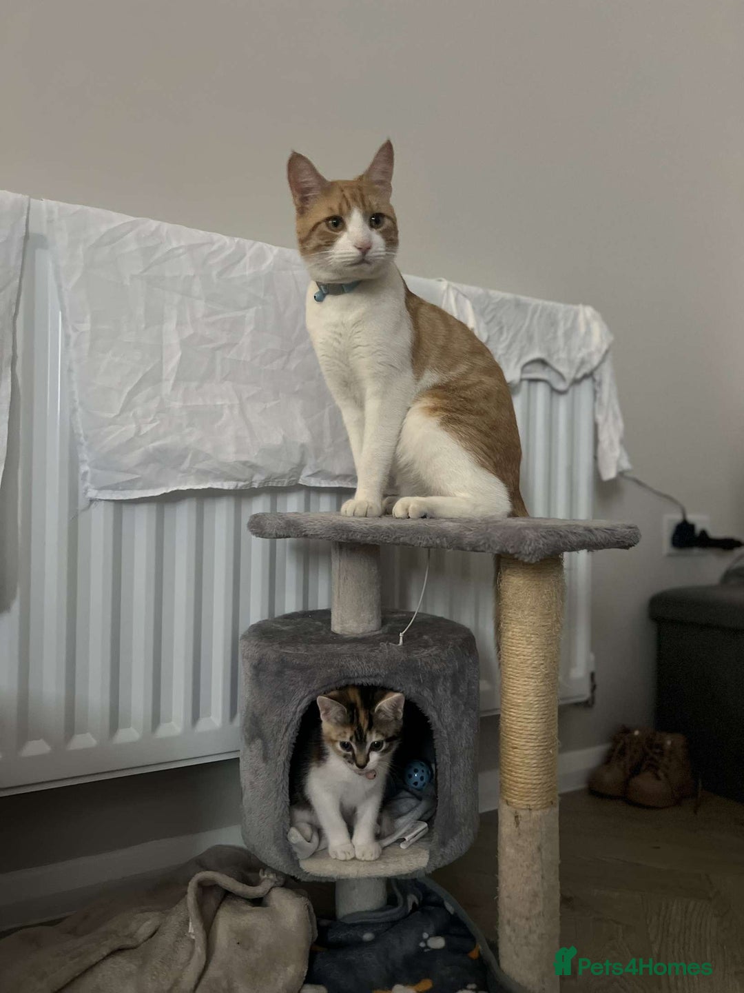 Mixed Breed cats for sale: Tails in need of new home  - Image 2