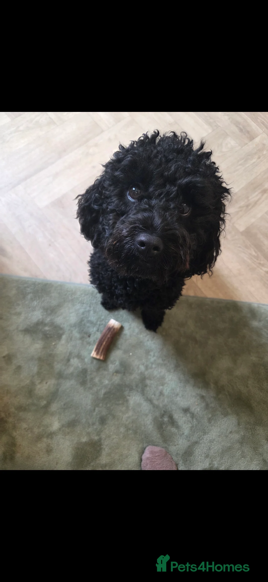 Mixed Breed dogs for sale: Lively cockapoo - Advert 1