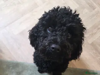 Mixed Breed dogs Lively cockapoo - Advert 12