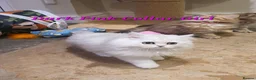 Persian cats for sale: 💖Beautiful Pedigree Chinchilla Persian Kittens.  - Advert 10