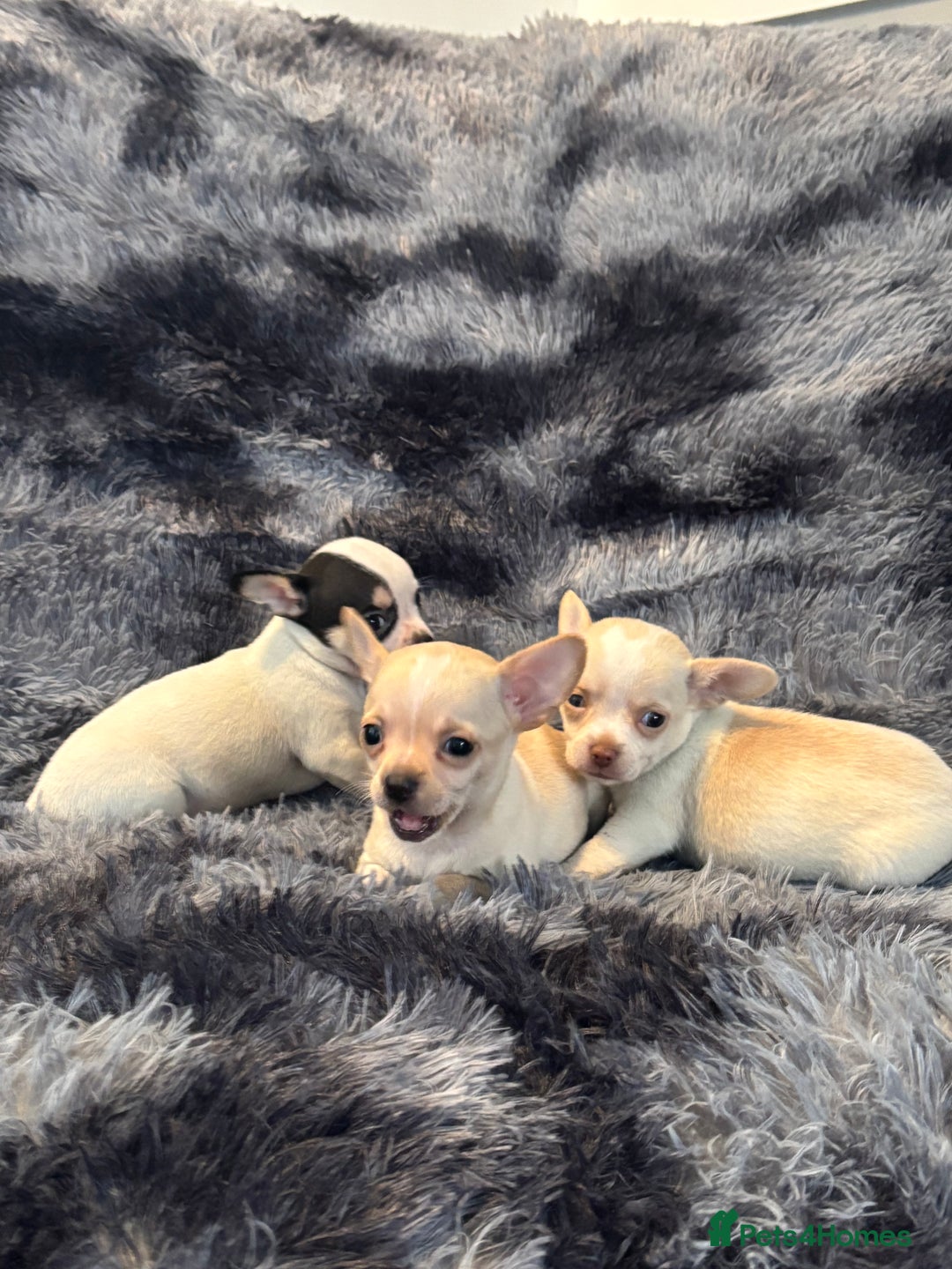 Chihuahua dogs for sale: Chihuahua puppy’s  - Image 16