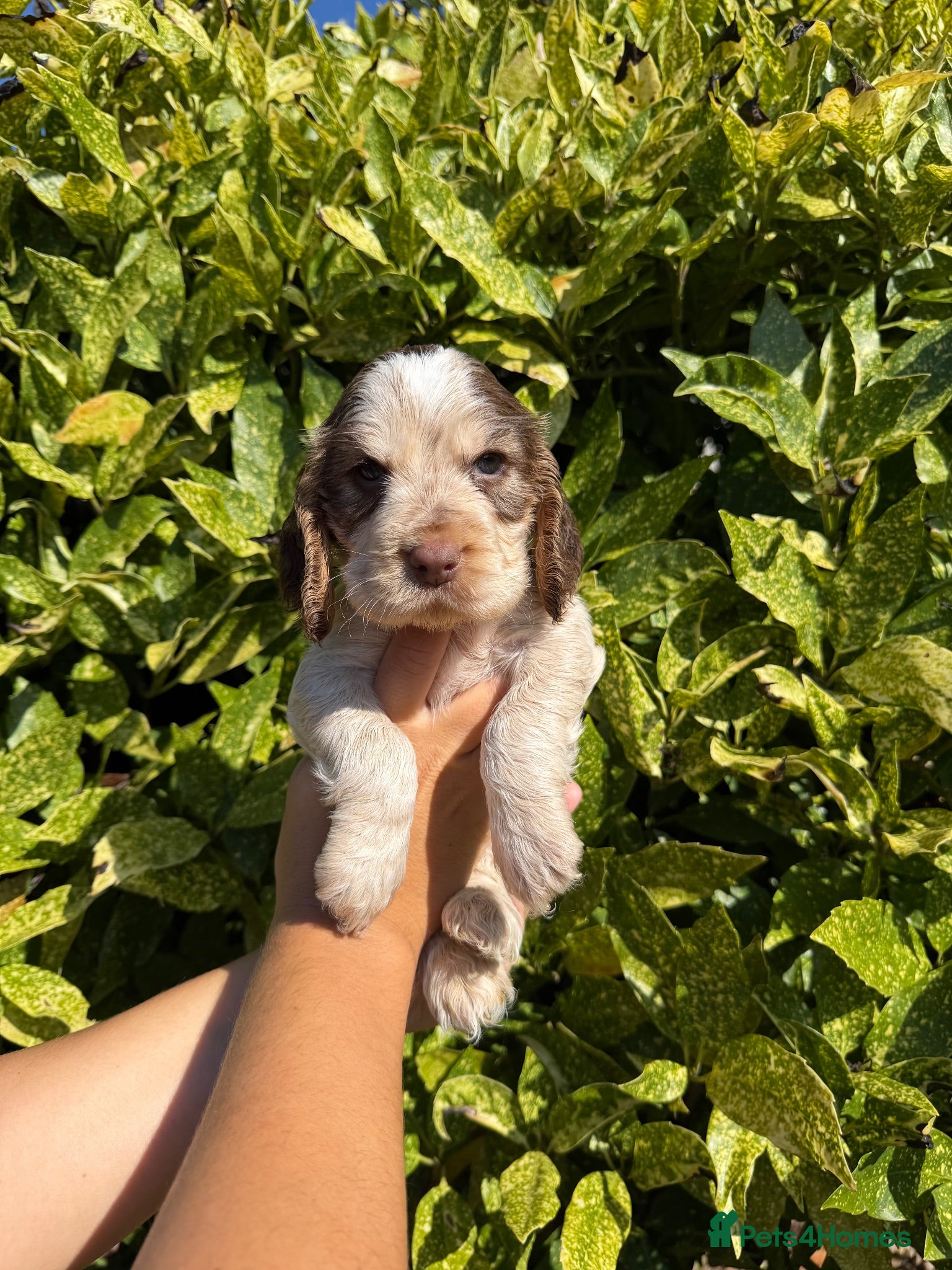 Cocker Spaniel dogs LAST BOY- TRUE SHOW TYPE COCKER SPANIELS - Advert 2