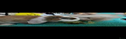 Mini Lop rabbits for sale: Pure Plush mini lop doe  - Advert 3