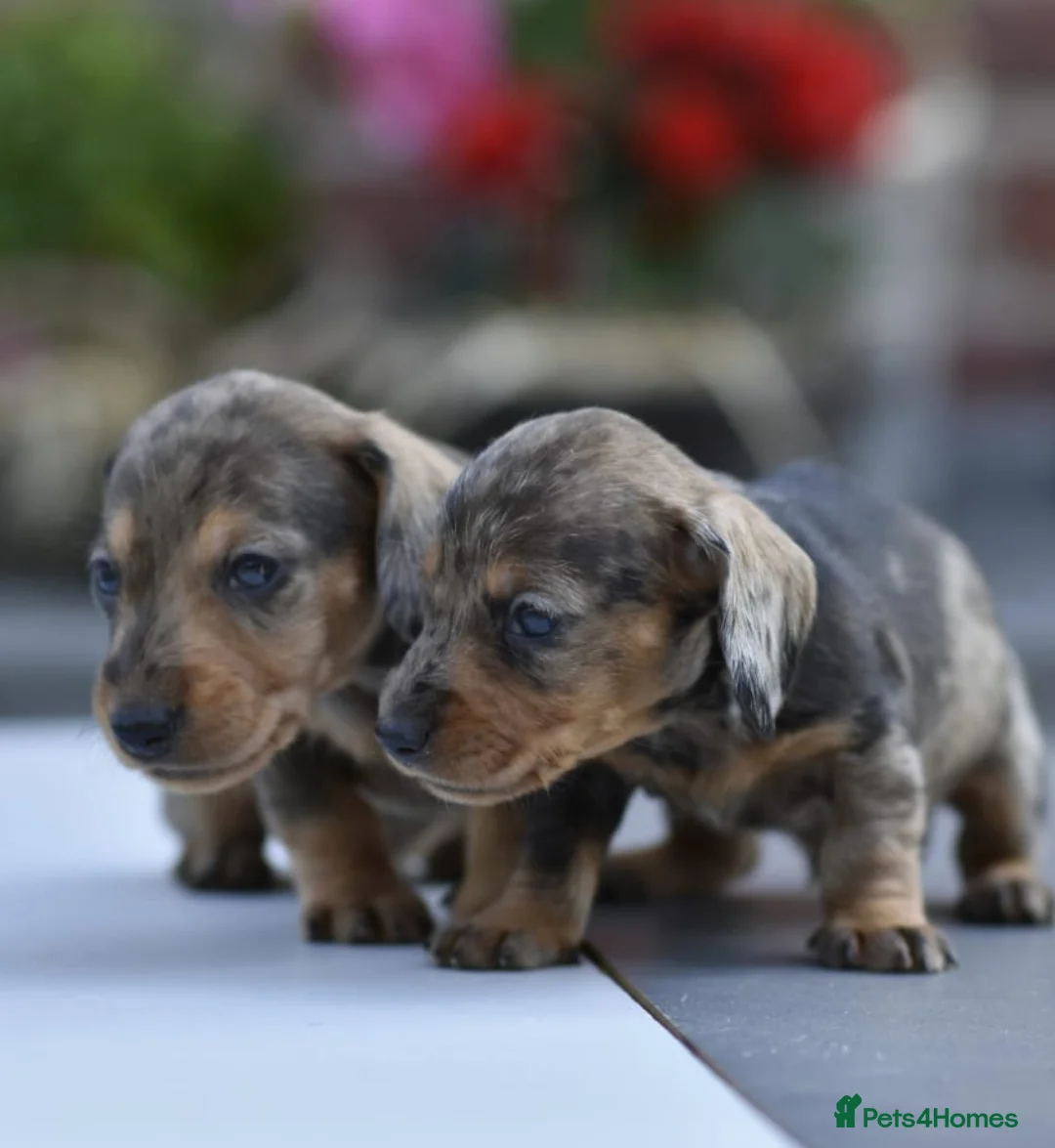 Dachshund dogs for stud: Piebald colored Dachshund for stud! in Preston - Advert 11