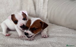 Jack Russell dogs for sale: Smooth coated tan and white jack russels  - Image 6