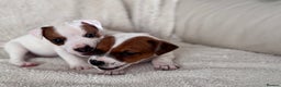 Jack Russell dogs for sale: Smooth coated tan and white jack russels  - Advert 6