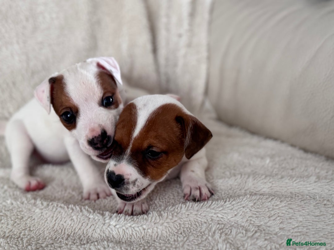 Jack Russell dogs for sale: Smooth coated tan and white jack russels  - Image 6