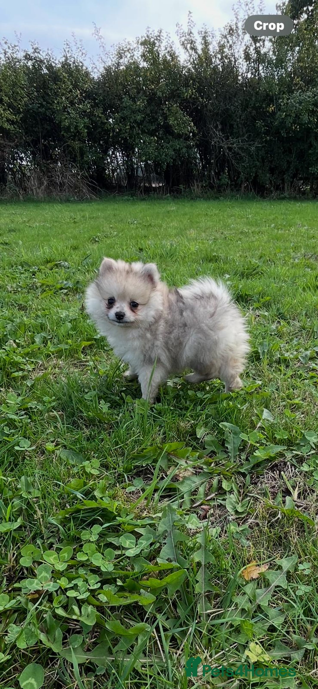 Pomeranian dogs for sale: Outstanding Tiny Pomeranian Puppies - Advert 8