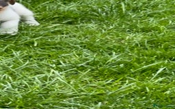 Jack Russell dogs for sale: Gorgeous Jack Russell  puppies ready now, two left - Image 4