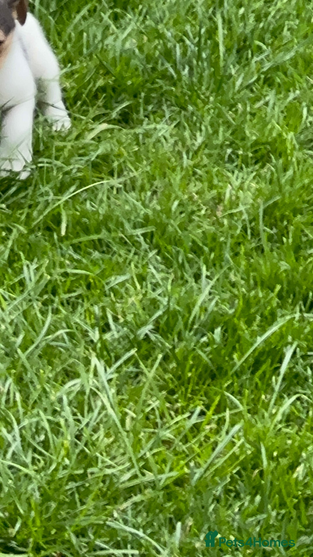 Jack Russell dogs for sale: Gorgeous Jack Russell  puppies ready now, two left - Image 4