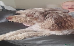 Cockapoo dogs for sale: F1b Cockapoo pups - Image 11