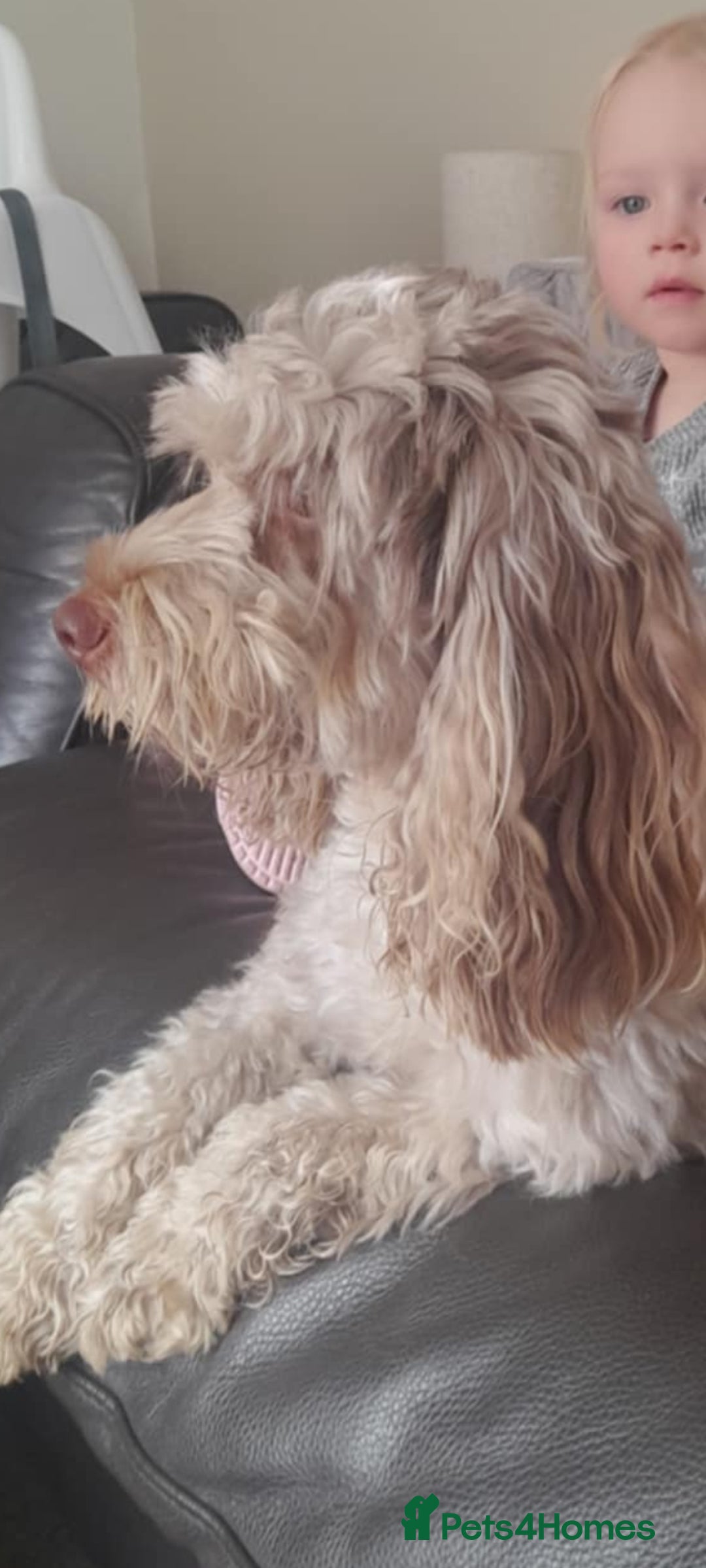 Cockapoo dogs for sale: F1b Cockapoo pups - Image 11