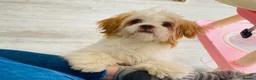 Shih Tzu dogs for sale: Sad sale - Advert 5