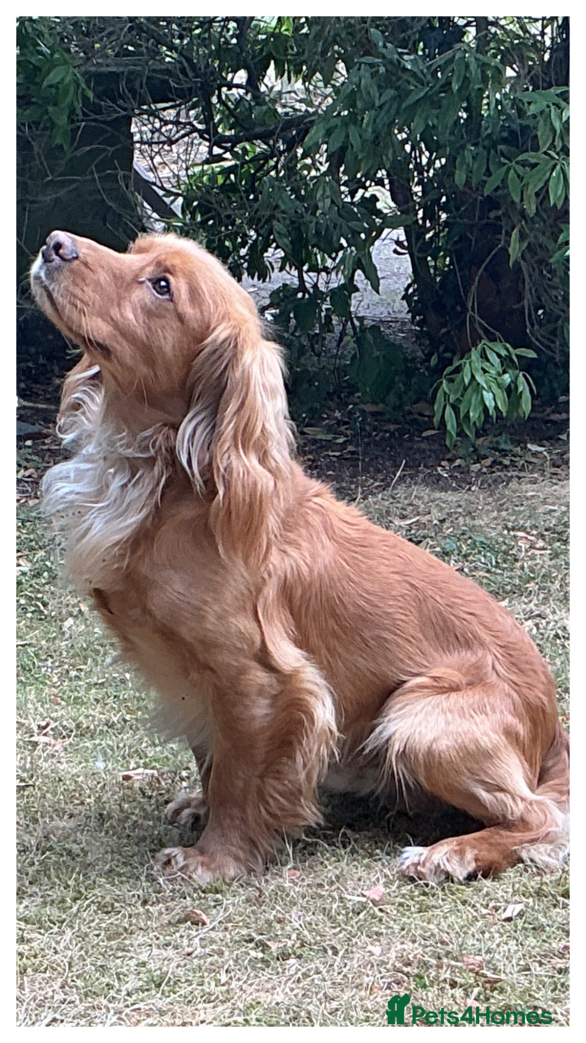 Cocker Spaniel dogs Beautiful Golden Cocker Spaniel - Advert 4