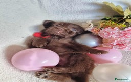 Mixed Breed dogs for sale: Miniature Dachshund x Pomeranian Puppies - Image 8