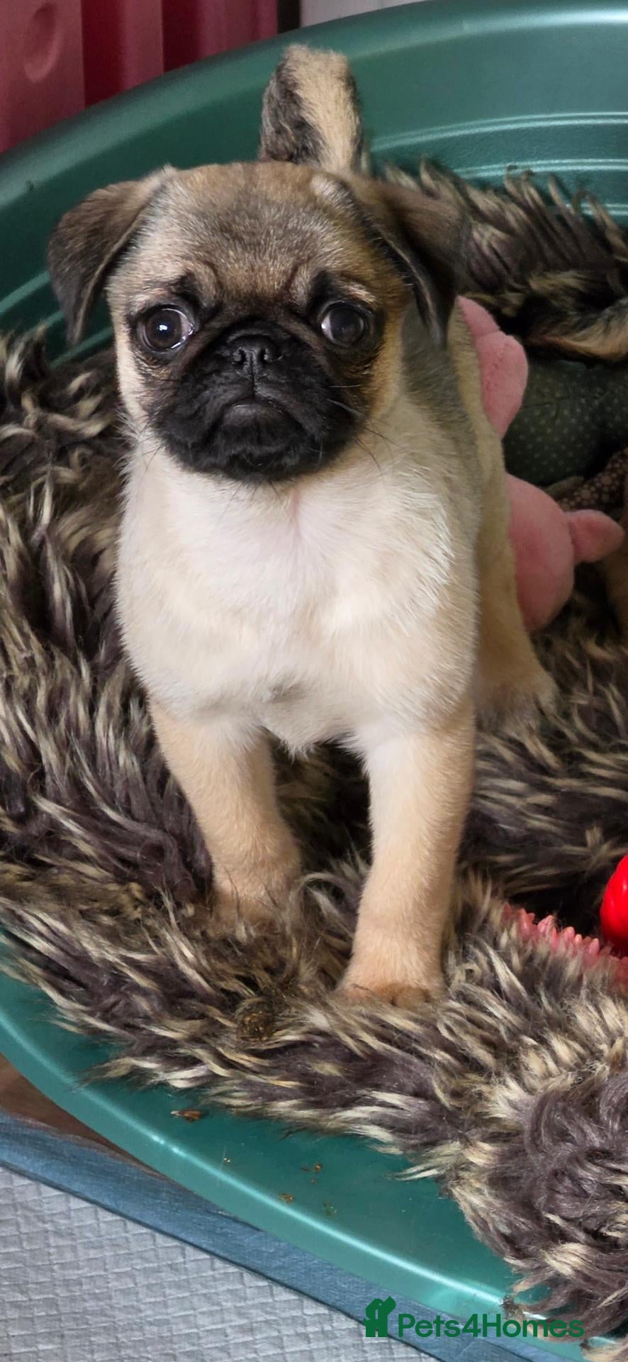 Pug dogs Pug puppies  - Advert 1