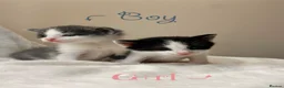 Mixed Breed cats for sale: 2 stunning kittens 🎀🩵 - Advert 5