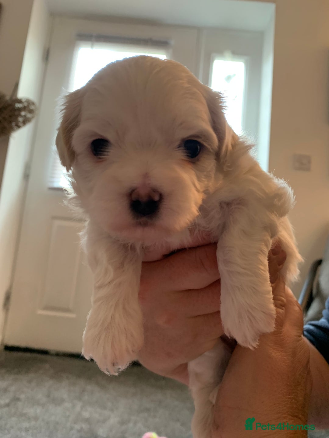 Malshi dogs for sale: Malshi puppies - Image 5