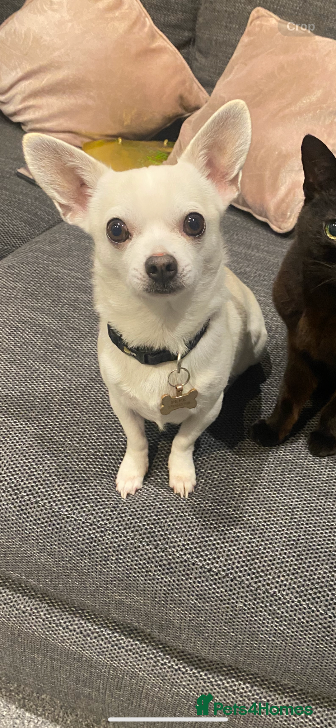 Chihuahua dogs for stud: Stud- very well proven - Advert 1