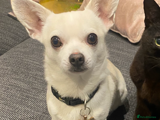 Chihuahua dogs Stud- very well proven - Advert 3