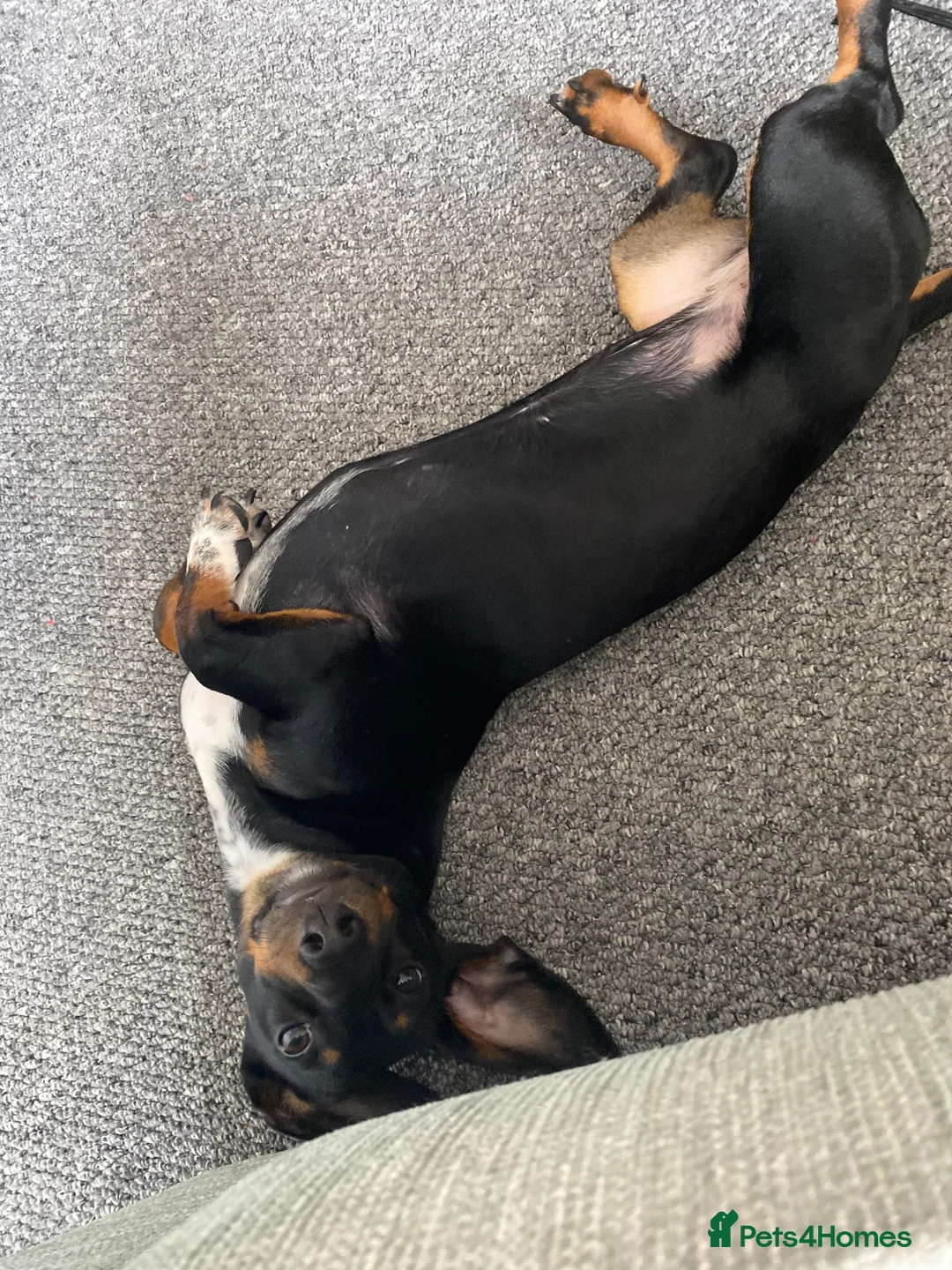 Miniature Dachshund dogs for stud: Miss Narla Olivia Upton ❤️ - Advert 5