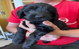 Sproodle dogs for sale: 1 Gorgeous F2 Sproodle Girl FULLY Vaccinated - Image 15