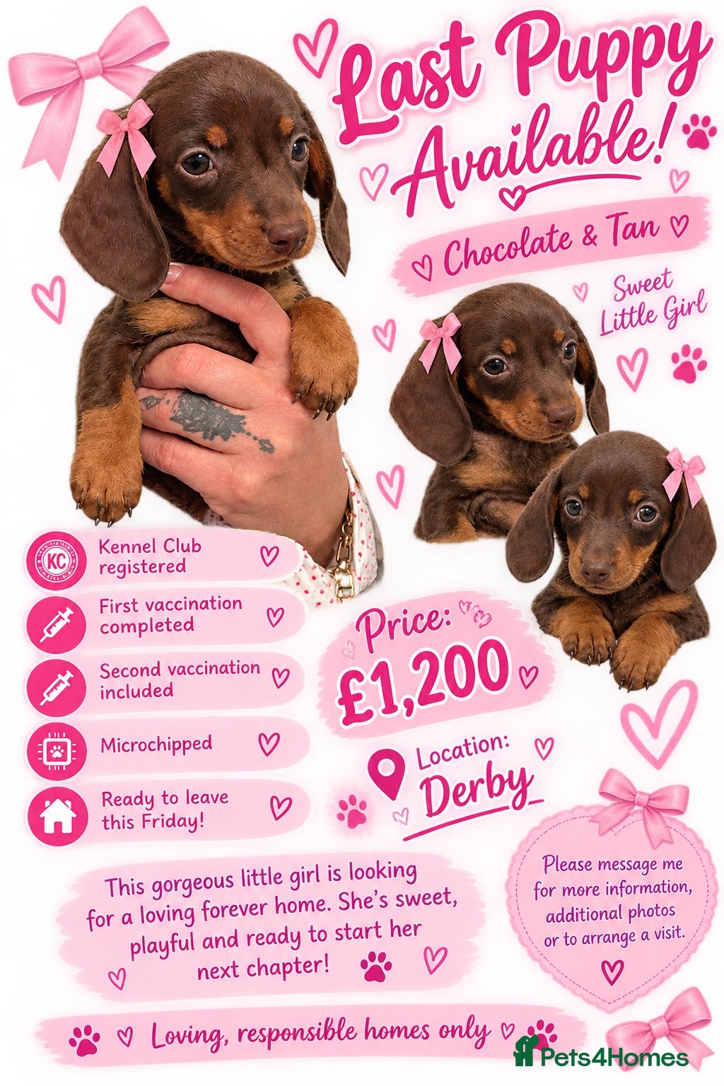 Miniature Dachshund dogs Beautiful Kc Reg miniature dachshunds  - Advert 4