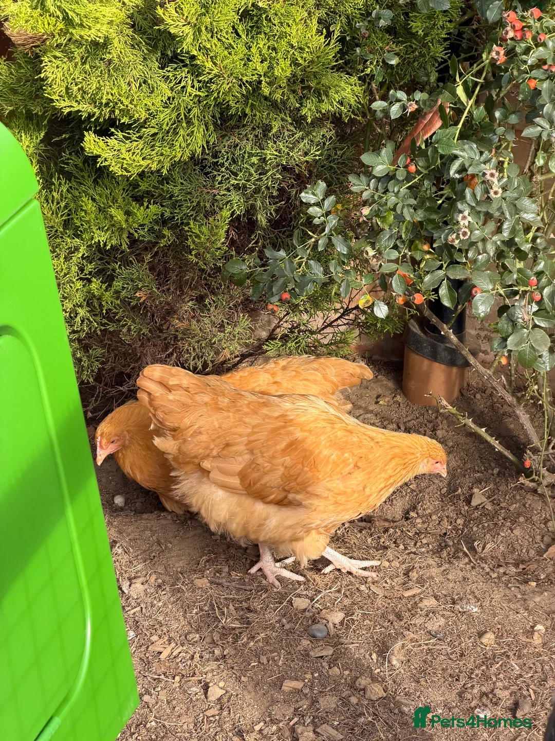Chickens poultry for sale: Buff Orpingtons in Southampton - Advert 2