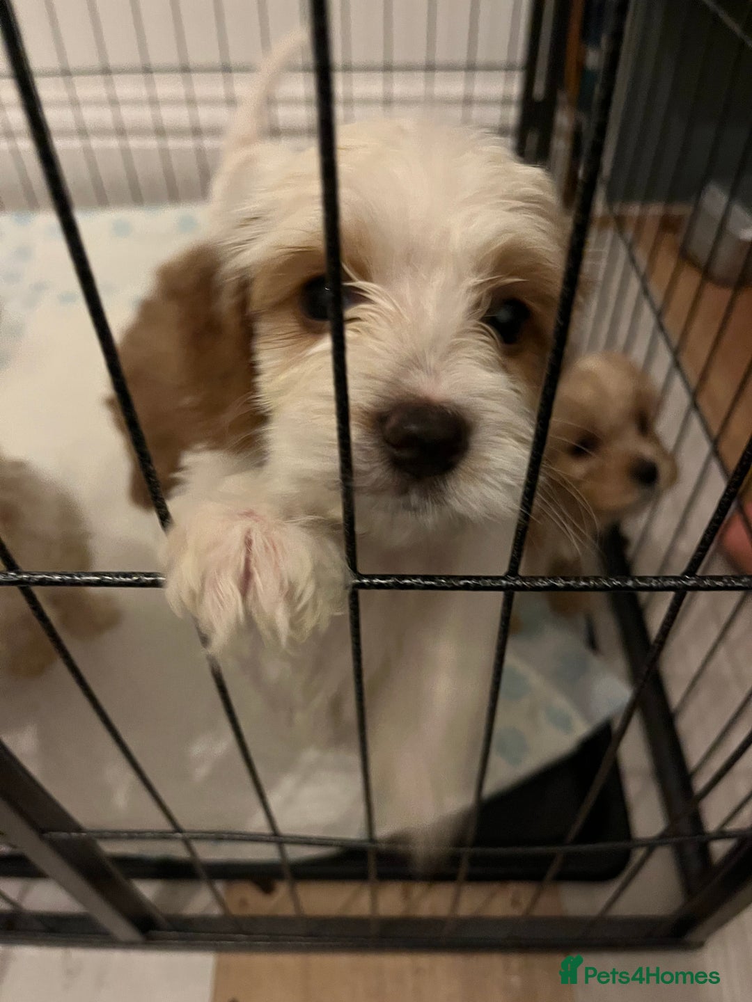 Mixed Breed dogs for sale: cavapoo pups - Image 2