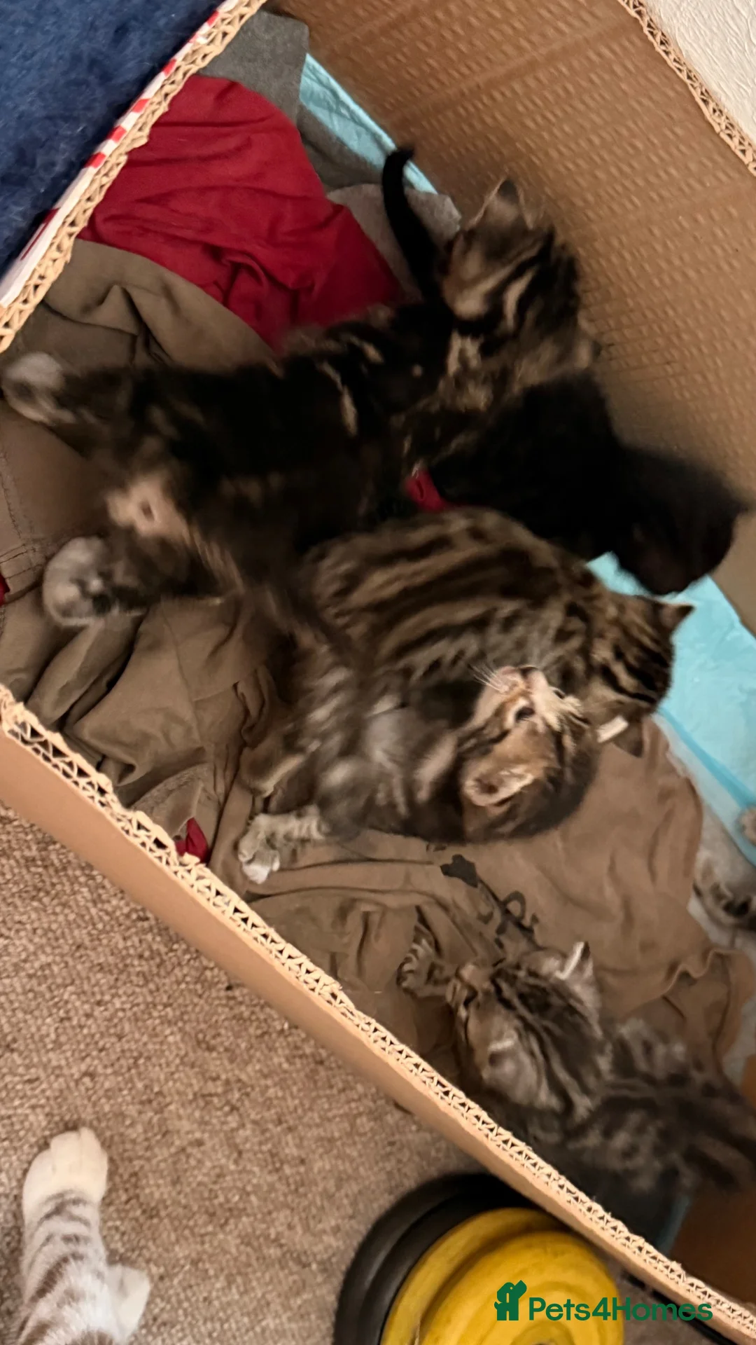 Bengal cats for sale: Stunning Bengal Kittens | TICA Bloodlines - Advert 10