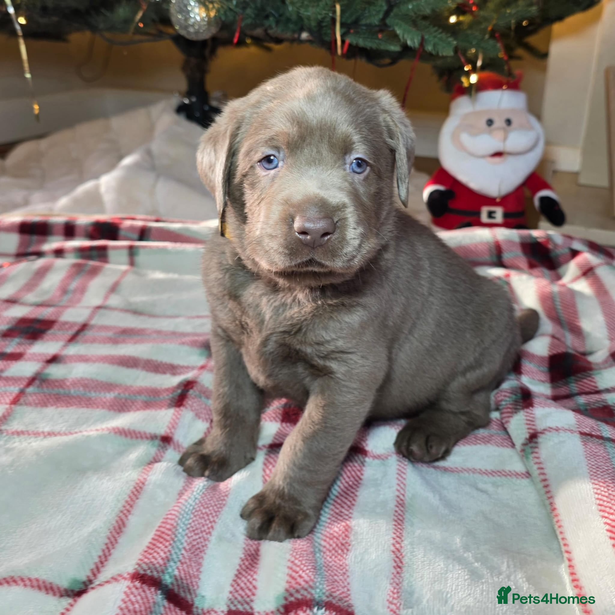 Labrador Retriever dogs Silver Labrador Puppy - Fully Health Tested - Advert 4