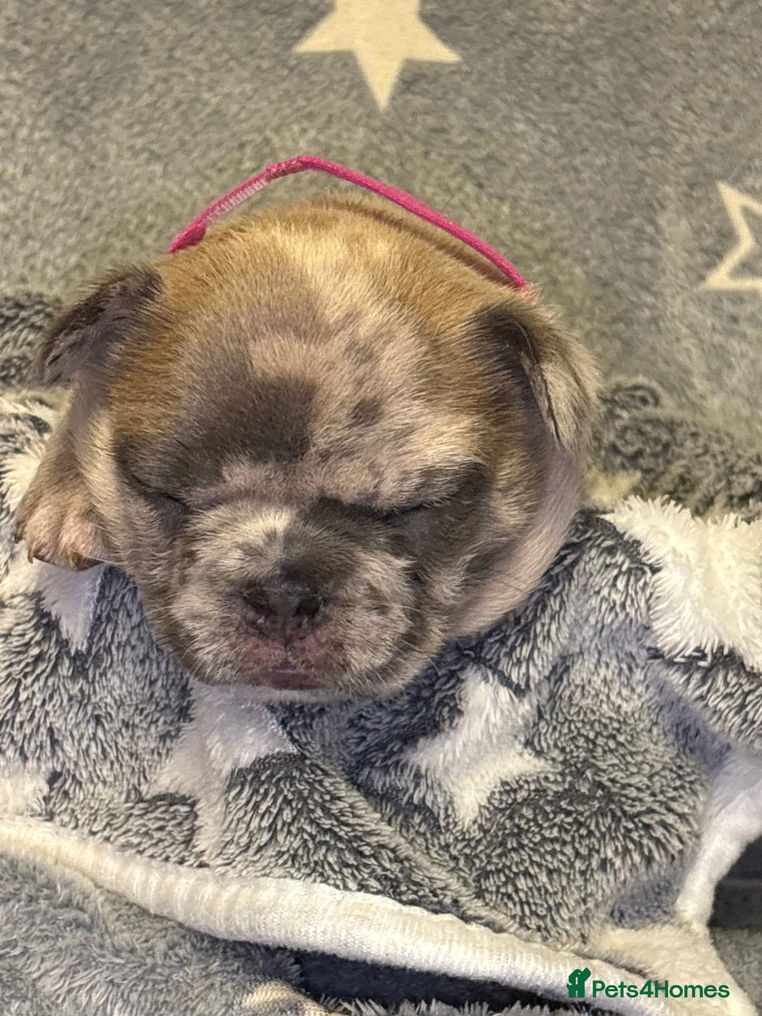 French Bulldog dogs for sale: FRENCH-BULLDOG LITTER  - Advert 19