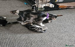 Mixed Breed cats for sale: Friendly Kittens. - Image 21