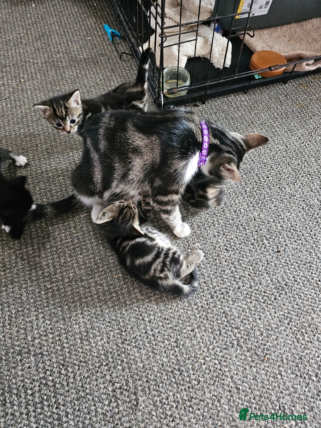 Mixed Breed cats for sale: Friendly Kittens. - Image 21