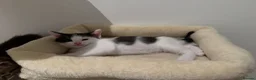 Mixed Breed cats for sale: Two Adorable Young Cats – Loving Home 🐾 - Advert 5