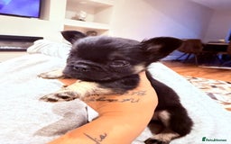 French Bulldog dogs for sale: fluffy frenchie black & tan boy top quality 1 LEFT - Image 1