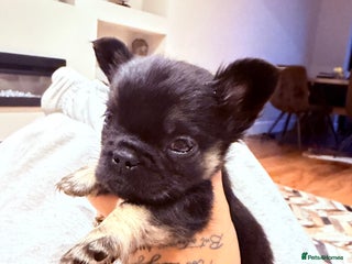 French Bulldog dogs - Advert 13