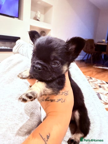 French Bulldog dogs - Advert 11